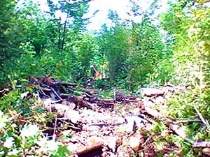 Terrible terrain due to clear-cutting Hartsgrove Township 2013